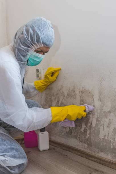 Best Black Mold Removal  in Mcarthur, OH